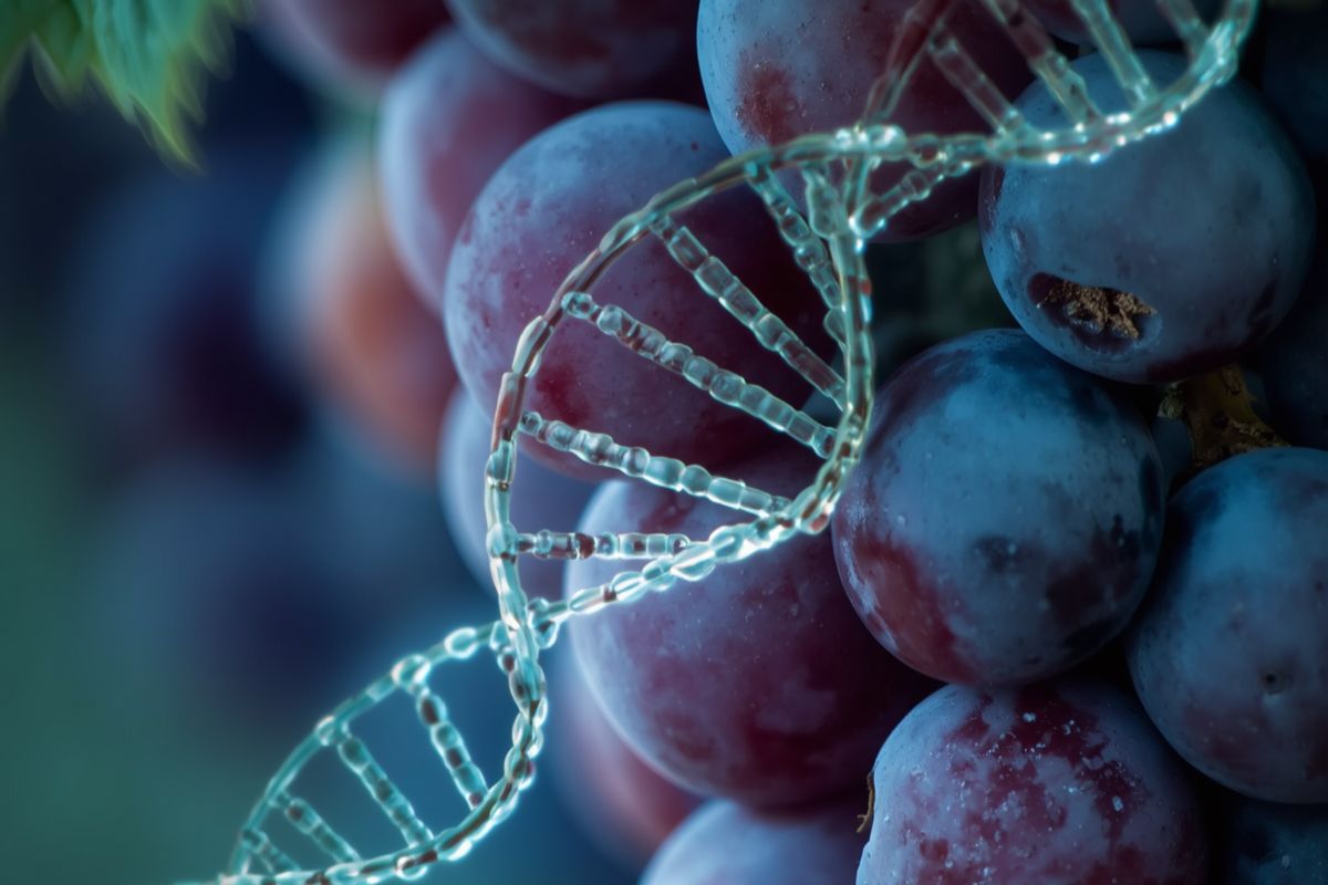 El ADN del vino: clones, cruzamientos y mutaciones que cambiaron la historia
