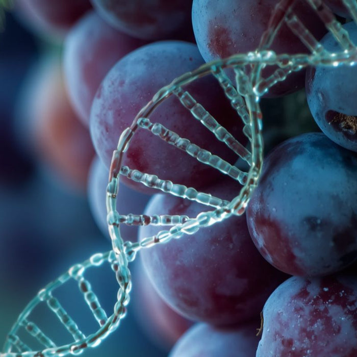 El ADN del vino: clones, cruzamientos y mutaciones que cambiaron la historia