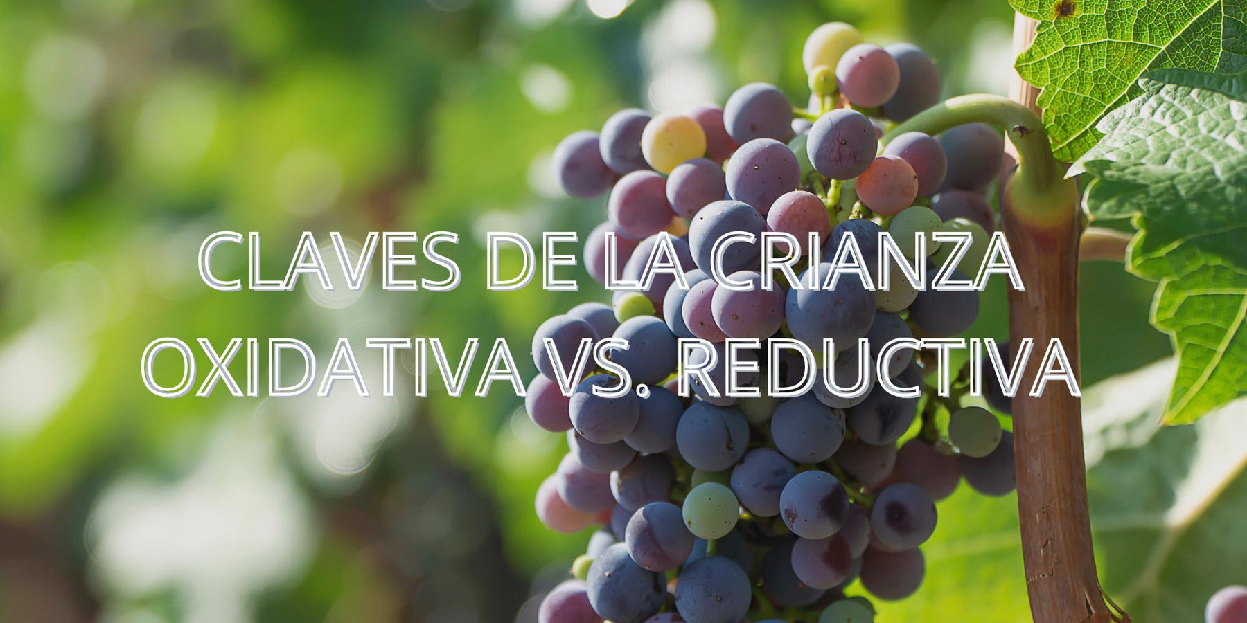 Claves de la crianza oxidativa vs. reductiva: dos caminos para el vino