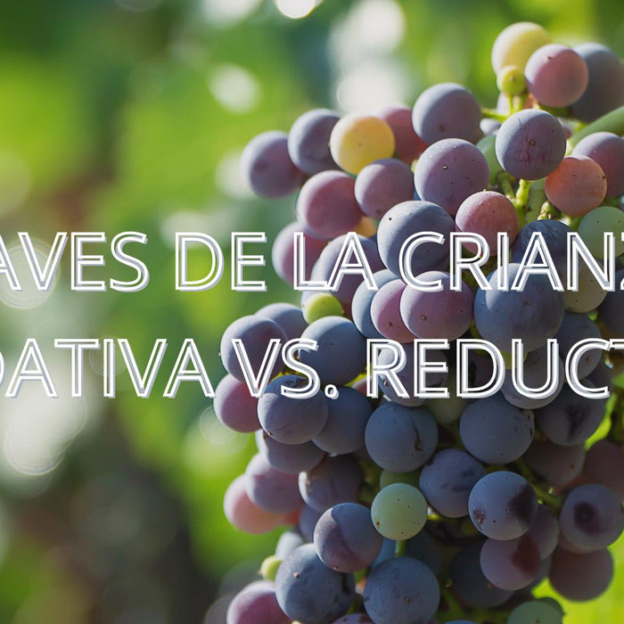 Claves de la crianza oxidativa vs. reductiva: dos caminos para el vino