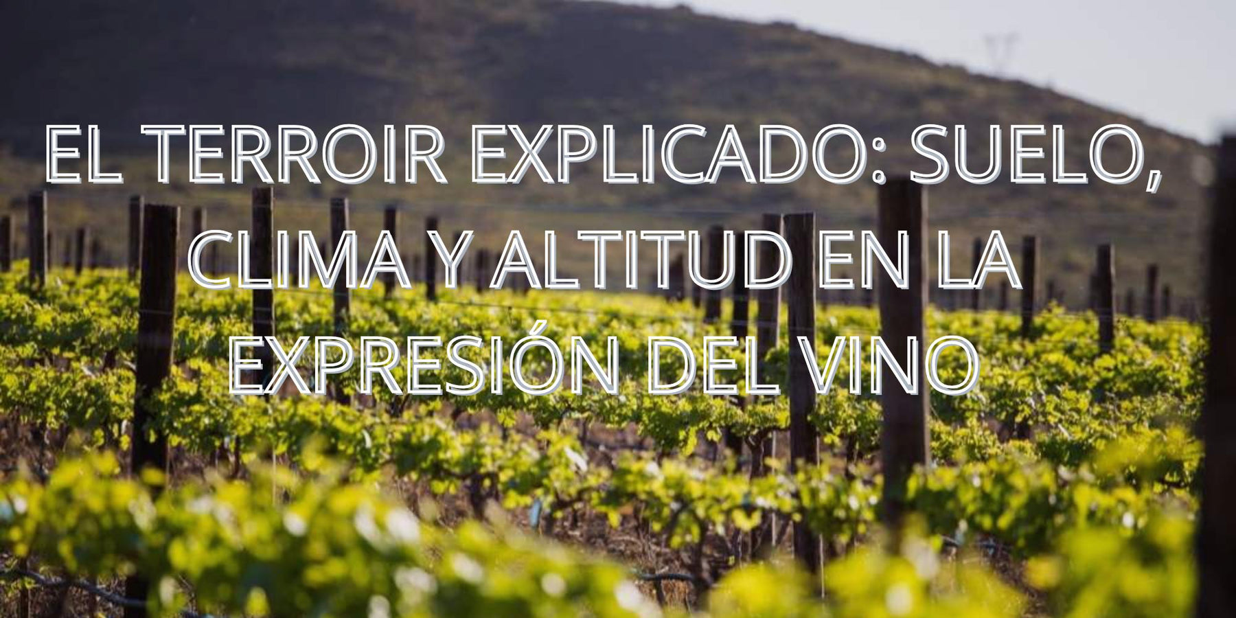 El terroir explicado: suelo, clima y altitud en la expresión del vino