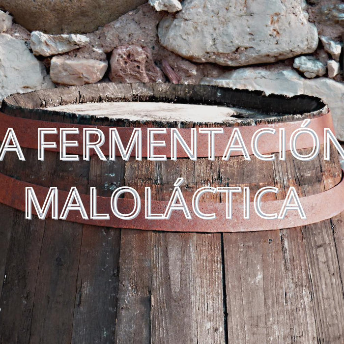 La fermentación maloláctica: el secreto detrás de la textura en muchos vinos tintos