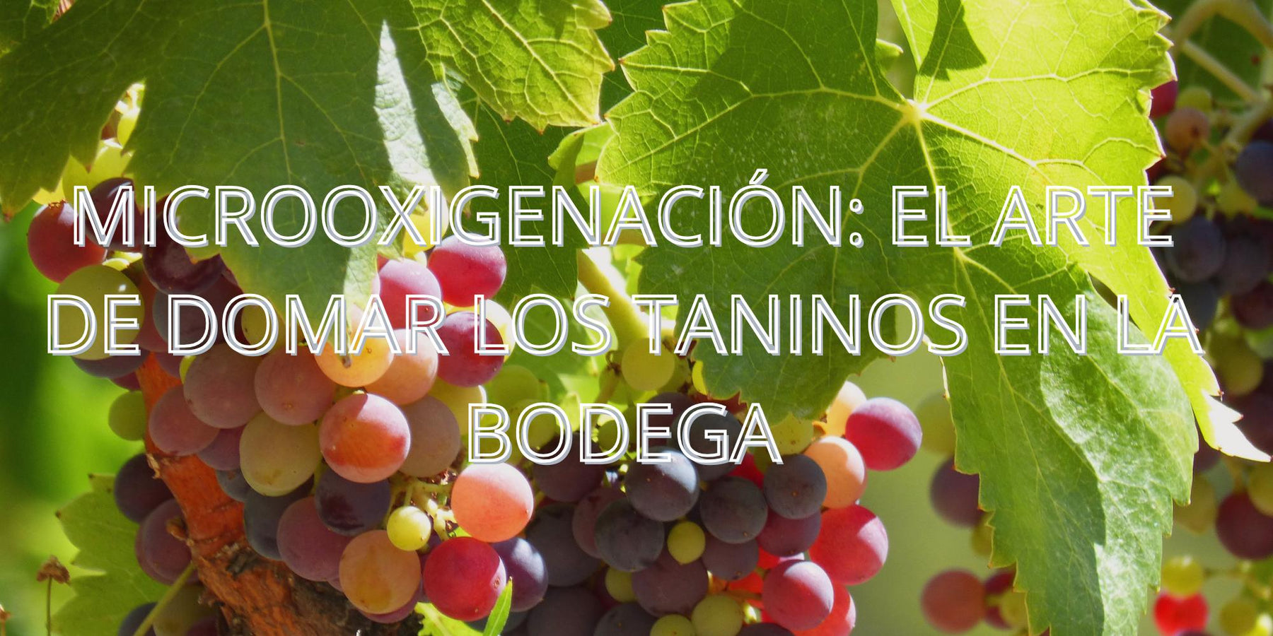 Microoxigenación: el arte de domar los taninos en la bodega