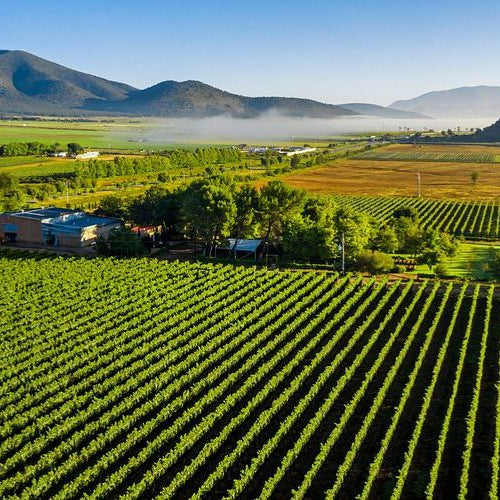 Vinos de Coahuila: Hacienda Florida, Bodegas Encinillas y la otra gran zona vinícola de México