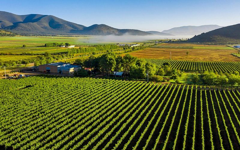 Vinos de Coahuila: Hacienda Florida, Bodegas Encinillas y la otra gran zona vinícola de México