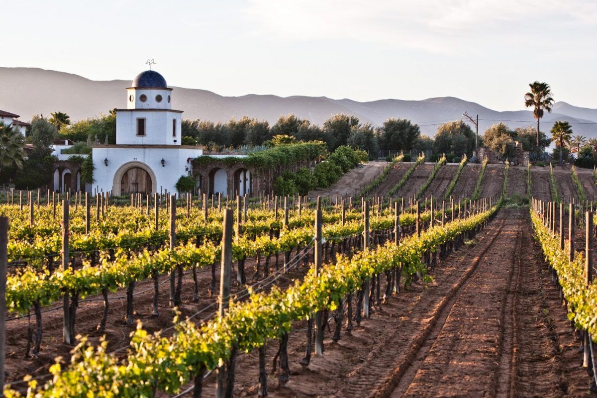 Valle de Guadalupe en copa: Adobe, Mogor Badán y los mejores vinos de Ensenada