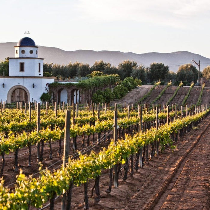 Valle de Guadalupe en copa: Adobe, Mogor Badán y los mejores vinos de Ensenada