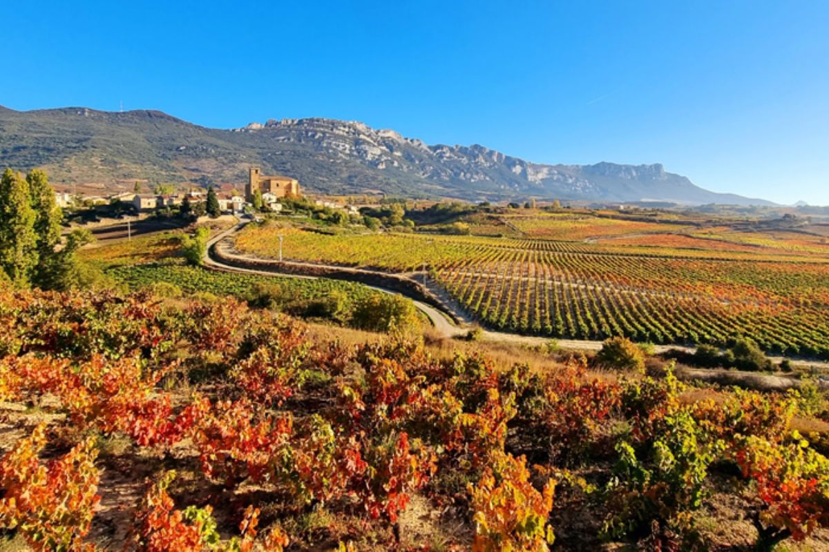 Rioja española: cómo leer una etiqueta y elegir entre Izadi, Callejо y Vetus