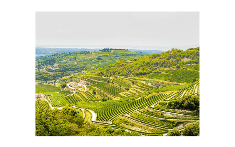 Antica Vigna: Elegancia veneciana en cada copa