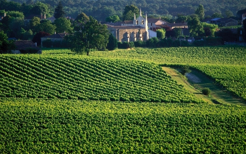 Calvet: Pioneros en la Viticultura Francesa