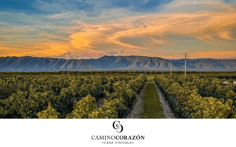 Camino Corazón: vinos de alta calidad elaborados con propósito.