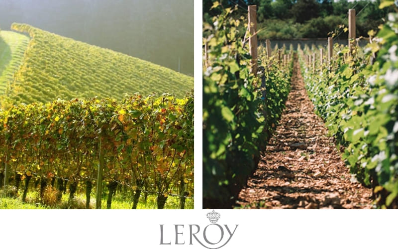 Domaine Leroy: Excelencia en Borgoña