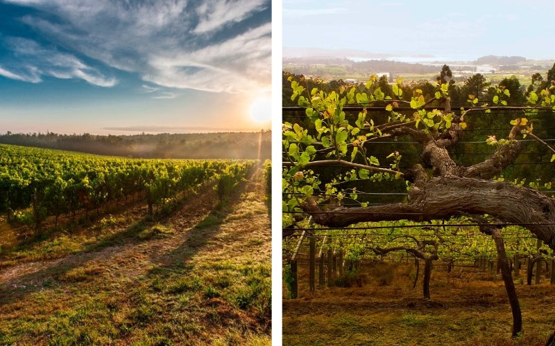 Mar De Frades: Frescura y Sabor desde Rías Baixas