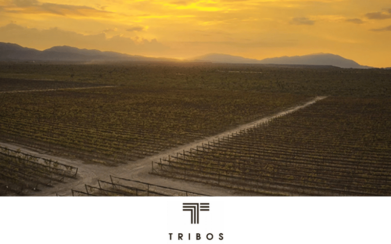 Tribos: Ensamblajes modernos con mucha frescura