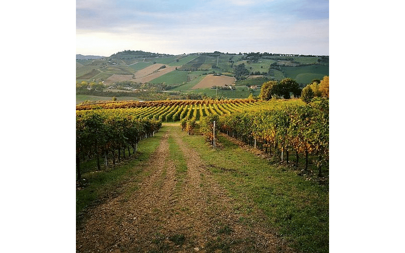 Poletti: Lambrusco auténtico de Emilia-Romaña