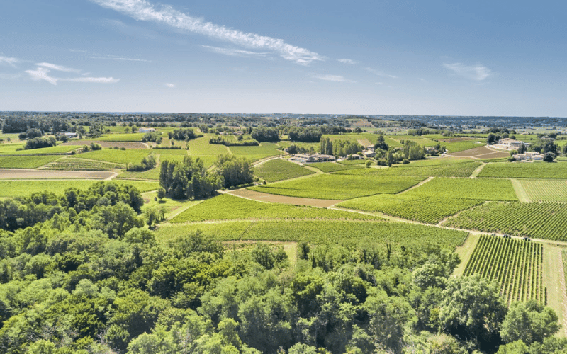 Cardinale: Arte y Maestrí en Napa Valley