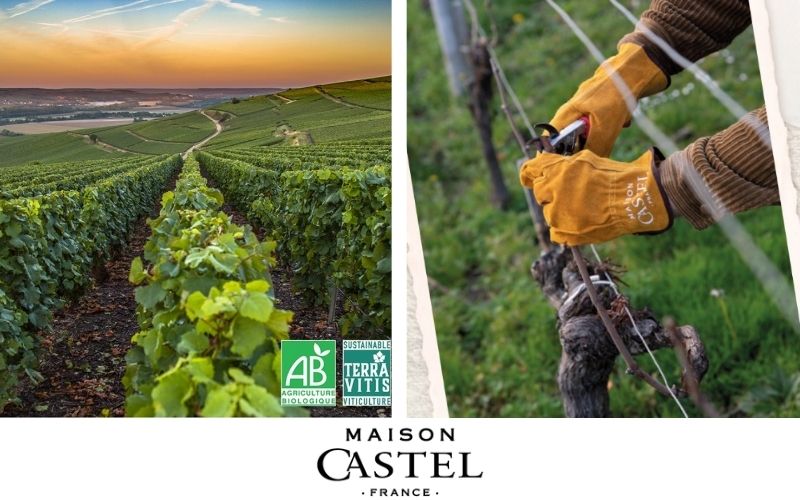 Castel: Innovación y Sostenibilidad en Cada Botella