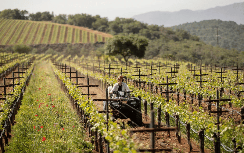 Dalla Valle: Excelencia y Pasion en Napa Valley