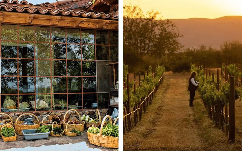 Mogor Badan: Tradición y Calidad en Baja California