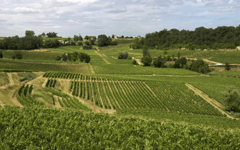 Chateau Figeac: Elegancia y Tradicion Bordelesa
