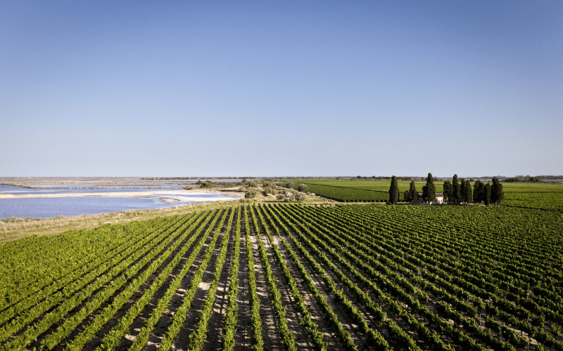 Wente: Innovacion y Tradicion en California