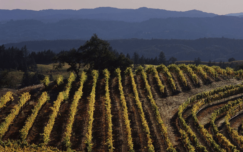 Murphy: Innovacion y Tradicion en Cada Botella