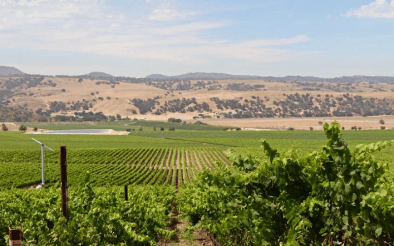 Nielson: Elegancia y Sabor en Santa Bárbara