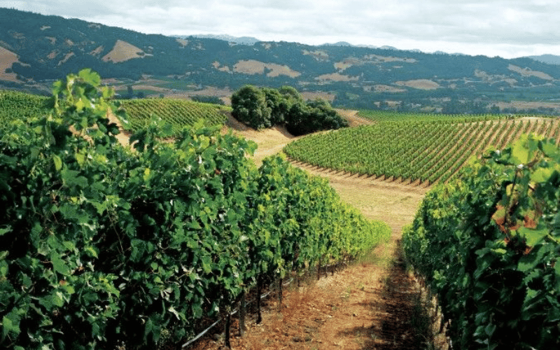 L&amp;J: Vinos de Alta Calidad con un Toque Personal