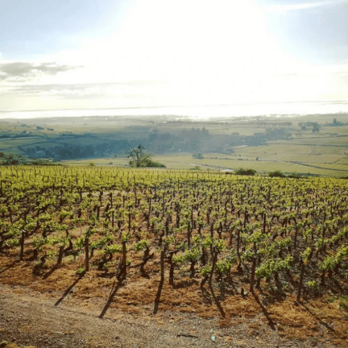 Domaine Hubert Lignier: Excelencia y Tradicion en Morey-Saint-Denis