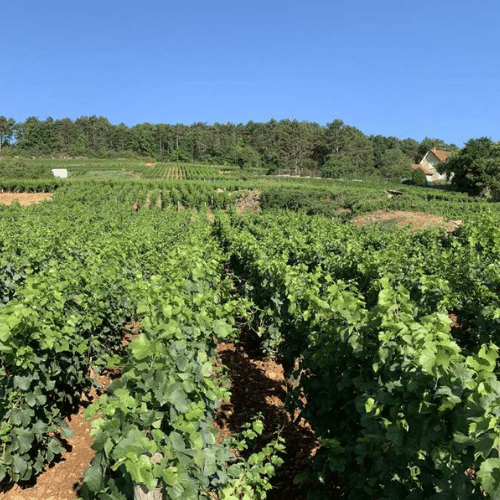 Dugat-Py: Excelencia y Terroir en Bourgogne