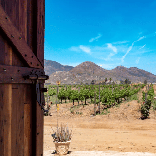 Plata: Innovacion y Calidad en el Valle de Guadalupe
