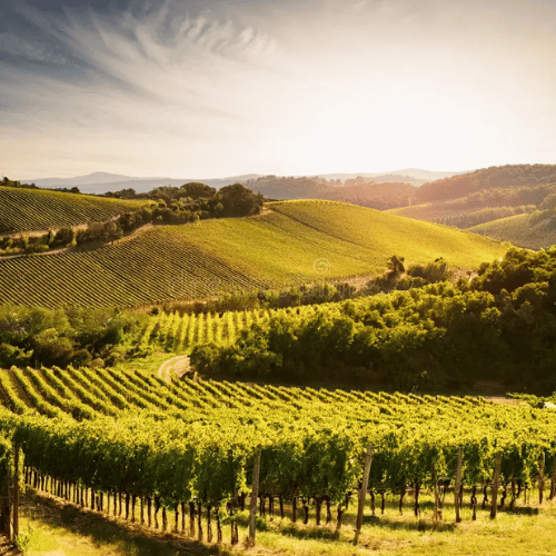 Santa Margherita: Elegancia y Sabor Italiano